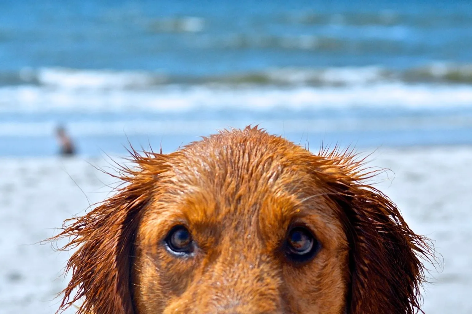 Beach days, but make it safe: summer essentials for dogs
