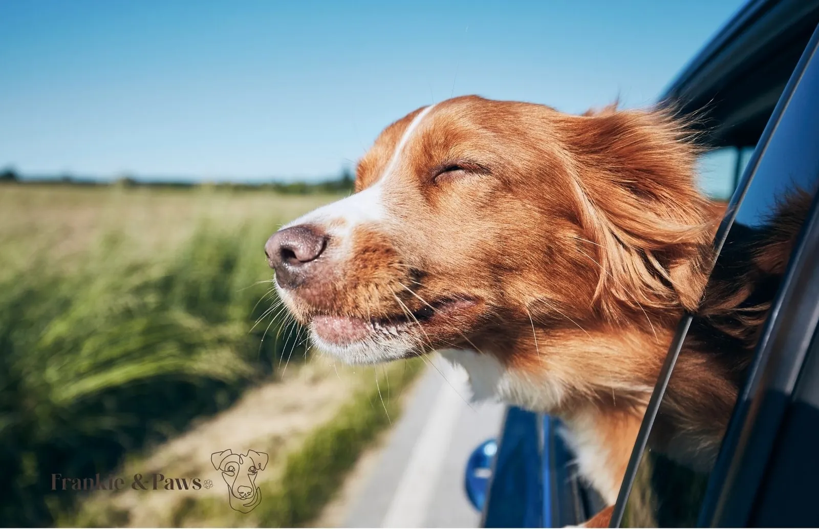 Travelling with Your Dog This Summer? Here Is the Wellness Checklist We Swear By